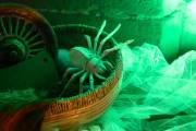 Hydre_Hydralloween_2024_Christine-Talos_010
