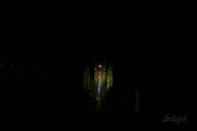 Hydre_Obscur_2025_Melis_831