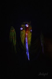 Hydre_Obscur_2025_Melis_837