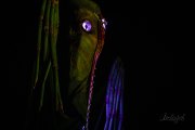 Hydre_Obscur_2025_Melis_841